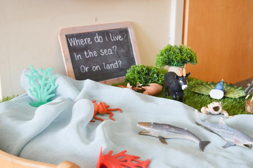 a display of children's toy animals with a sign saying 'where do I live, in the sea? or on land?'